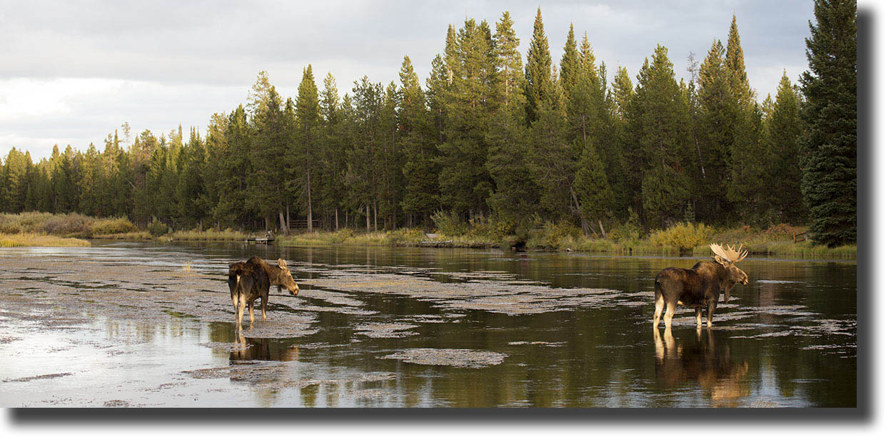 Mack’s Inn Moose