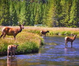 Summer in Yellowstone National Park