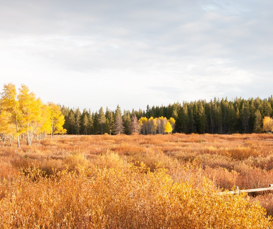 Fall in Yellowstone National Park