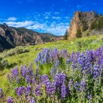 Spring in Yellowstone National Park