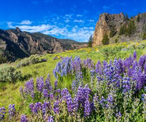 Spring in Yellowstone National Park