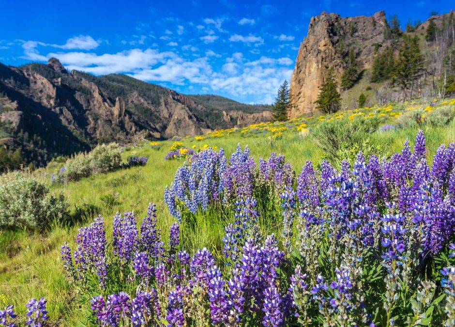 Spring in Yellowstone National Park