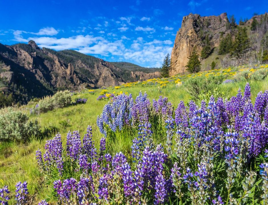 Spring in Yellowstone National Park