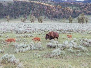 Yellowstone Bison