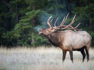 Yellowstone in the fall - Elk bugle