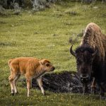 best wildlife viewing spots for bison in west yellowstone