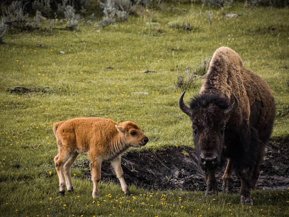 best wildlife viewing spots for bison in west yellowstone