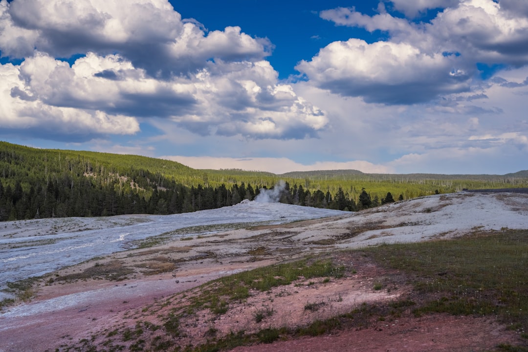 Geothermal landscape with steaming vents and pine forest